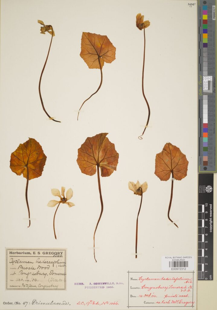 Cyclamen hederifolium Aiton. collected in Somerset, UK. (E00972312)