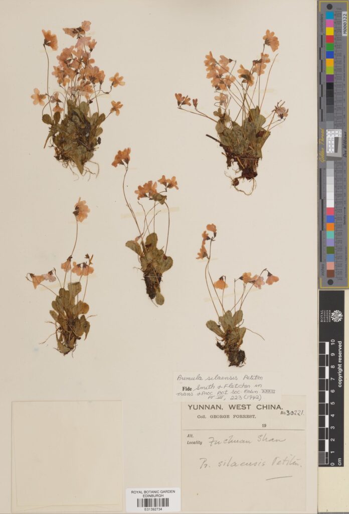 Primula silaensis Petitm., collected by George Forrest in Yunnan, China.(E01392734)