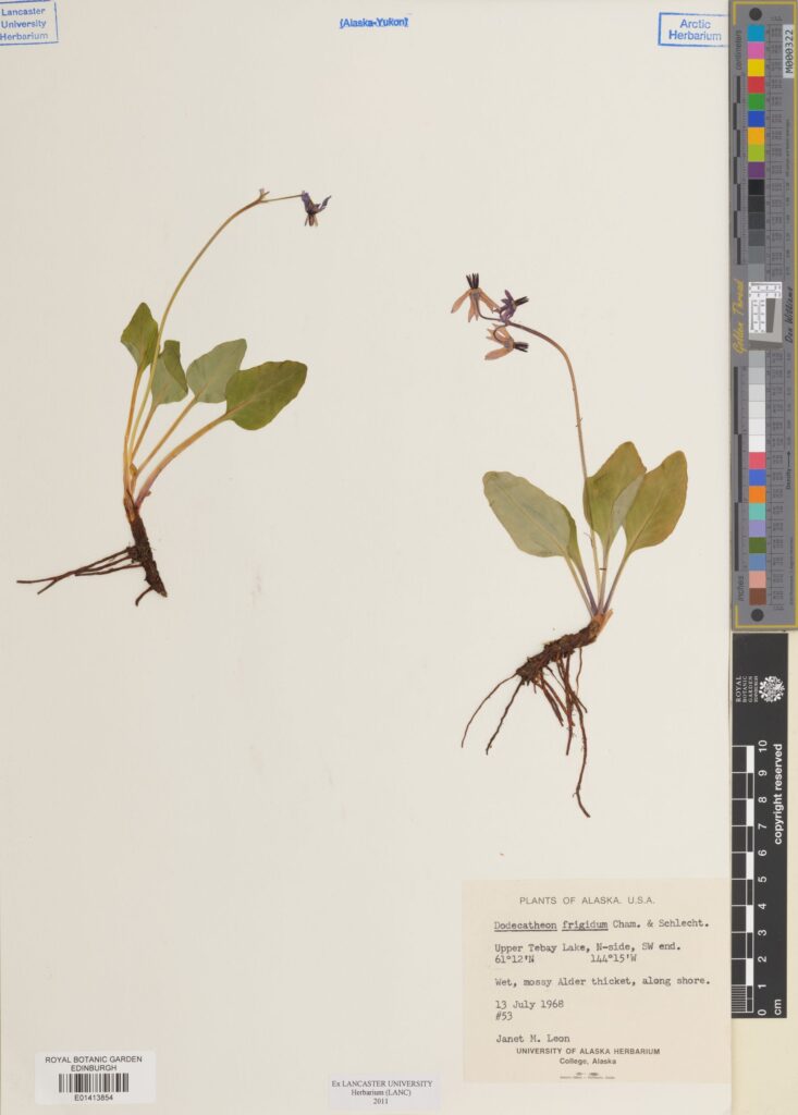 Dodecatheon frigidum Cham. & Schltr. [Primula frigida (Cham. & Schltdl.) A.R.Mast & Reveal]
collected in Alaska in 1968. This is part of a group of plants known colloquially as “shooting stars.” (E01413854)