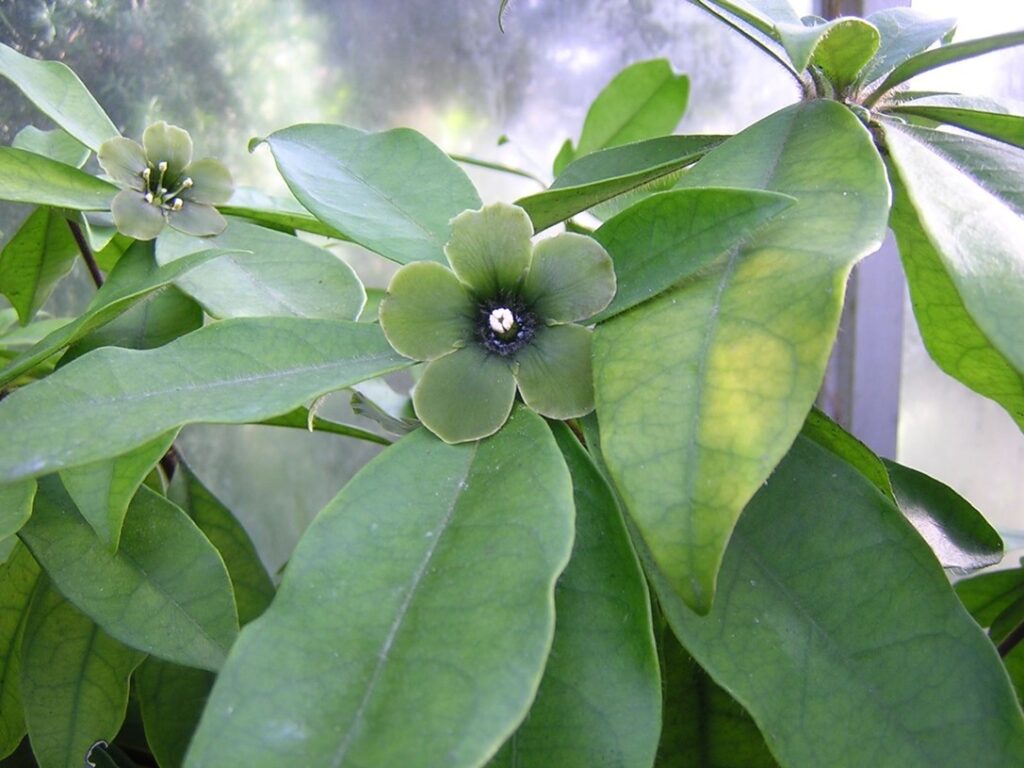 Deherainia smaragdina growing in the glasshouses at RBGE (Image taken from the RBGE Garden Explorer). The central flower is in its “male” phase, with its pollen-bearing stamens centred, hugging and enclosing the (female) stigma. The flower pictured in the back-left of the photo has transitioned to its later “female” phase, where its stamens have moved outwards to expose the now-receptive stigma.