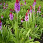 Primula vialii growing at RBGE. (Photo taken from the RBGE Garden Explorer)