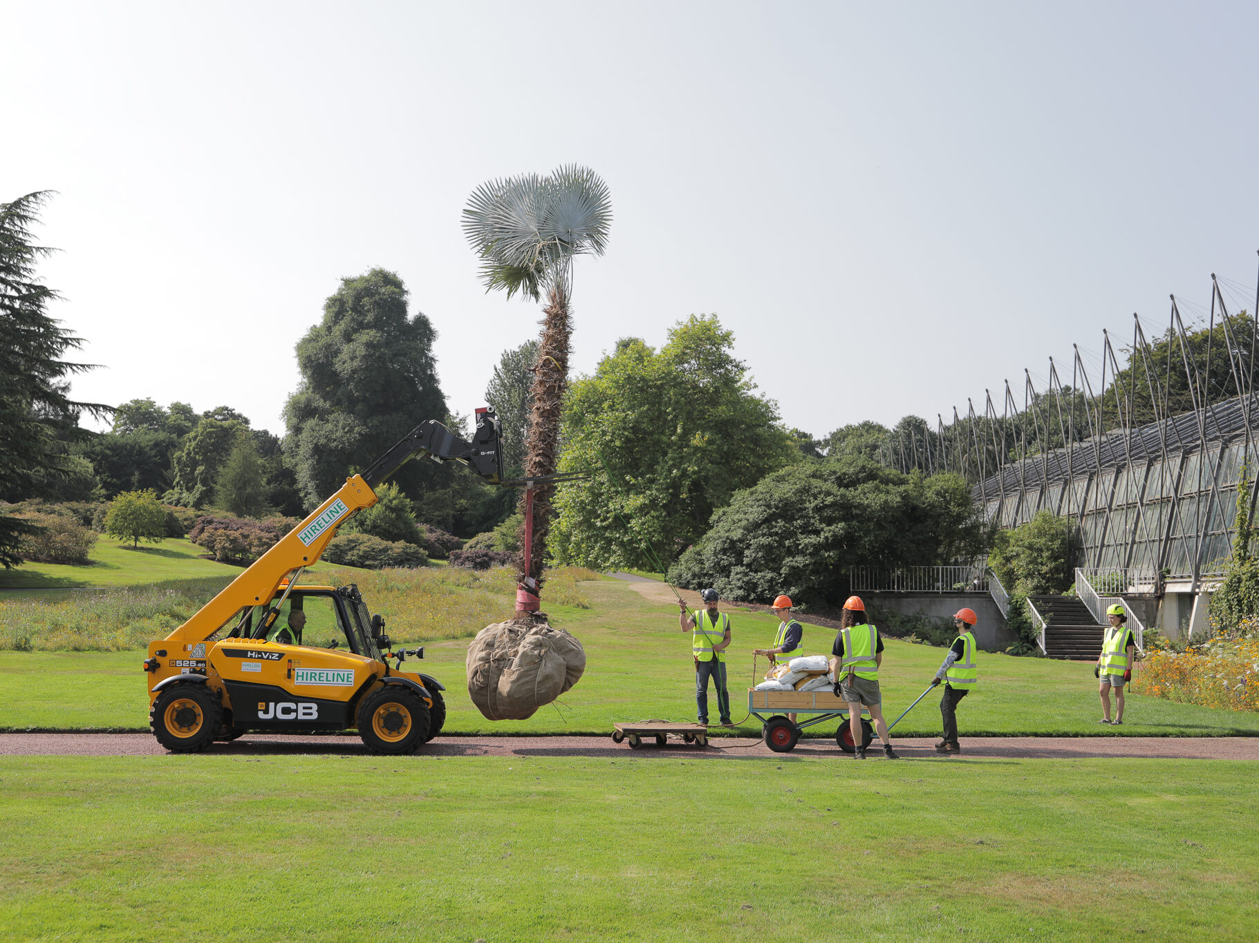 Trachycarpus princeps palm is removed from the Palm Houses 6
