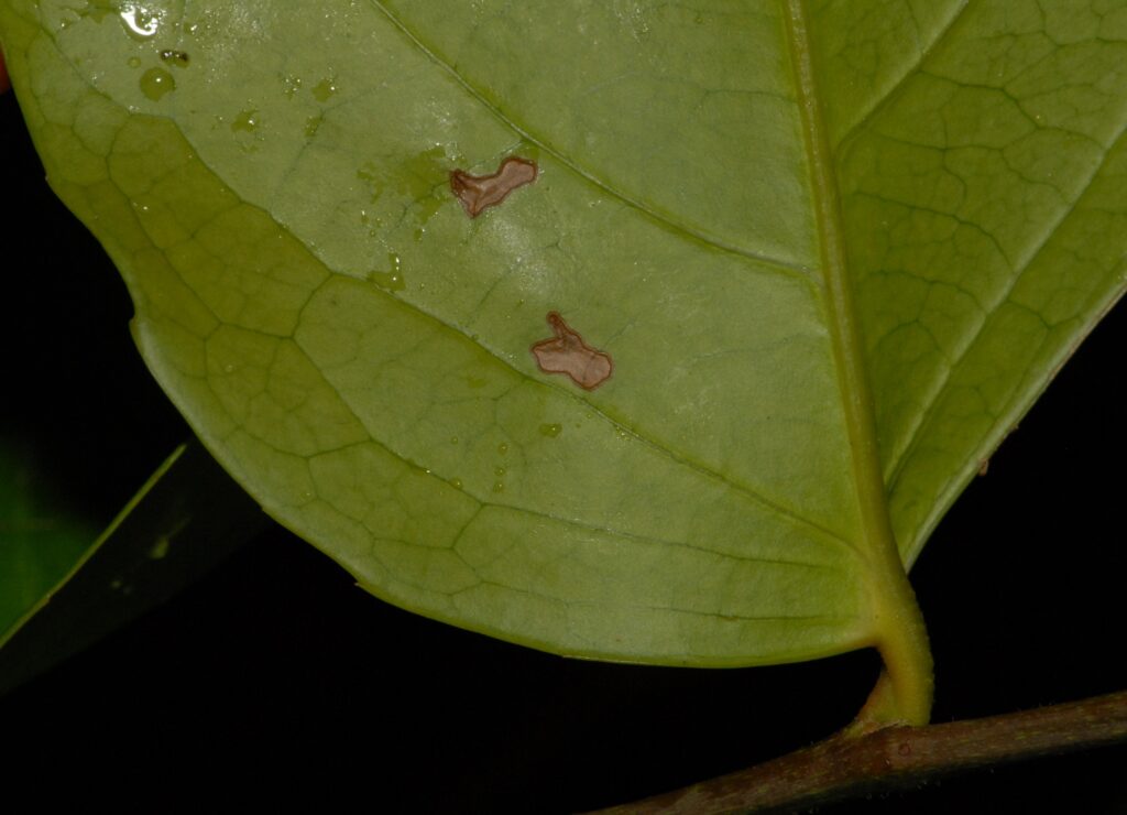 Harris 8804 underside of leaf DSC 0018