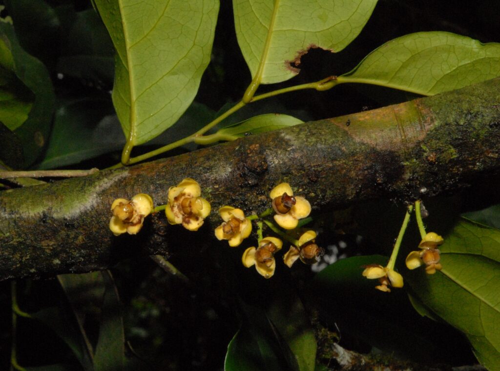 Harris 9761 DSC 5745