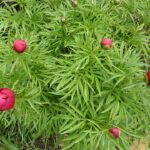Paeonia lactiflora x tenuifolia 'Smouthi'