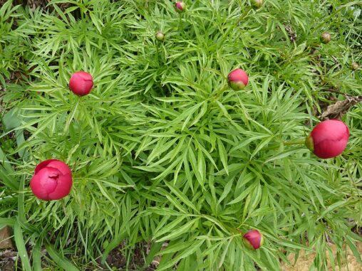 Paeonia lactiflora x tenuifolia 'Smouthi'