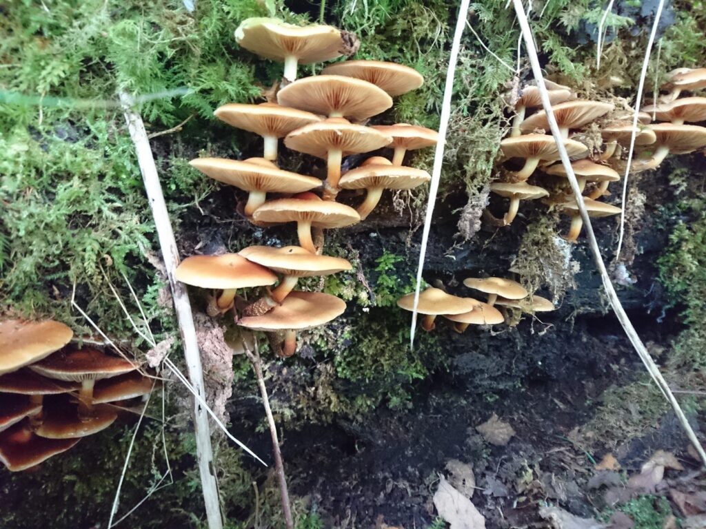 Photo of the sexually reproductive structures of Sheathed Woodtuft, (Kuehneromyces mutabilis)