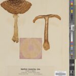 A Fly Agaric, (Amanita muscaria) herbarium specimen from a 1907 collection