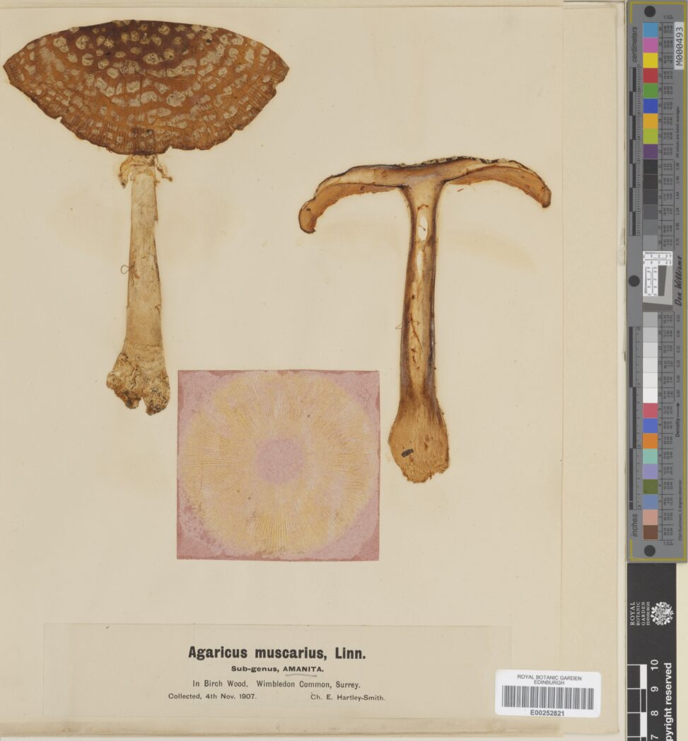 A Fly Agaric, (Amanita muscaria) herbarium specimen from a 1907 collection