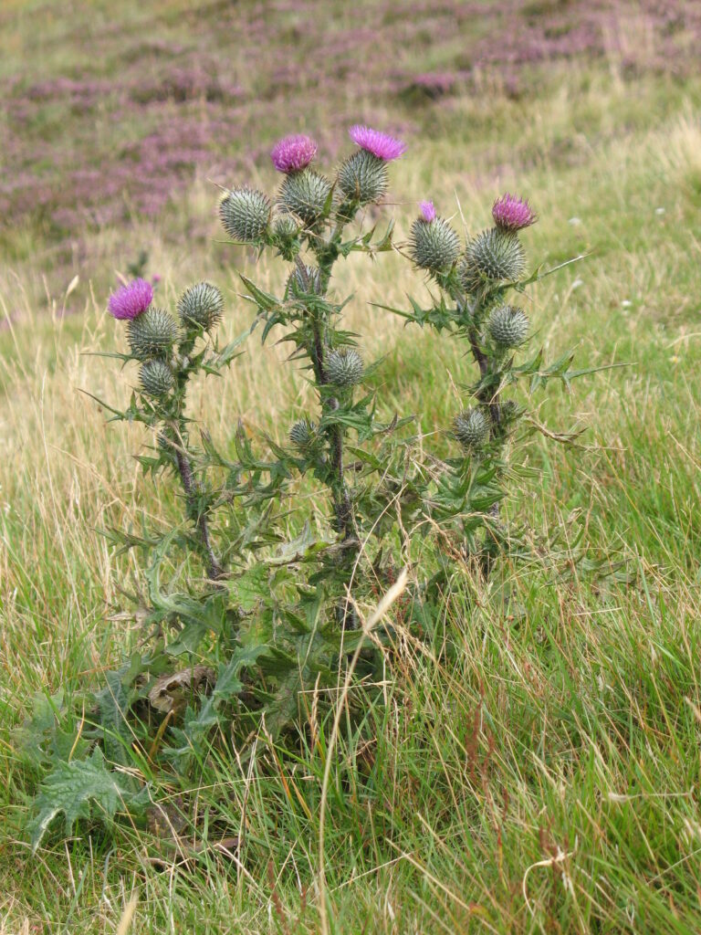 Cirsium vulgare (Scotland, 2007) 

By Akinom,  CC BY 3.0 