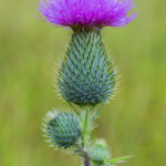 Cirsium vulgare: Flower by Famberhorst CC BY-SA 4.0