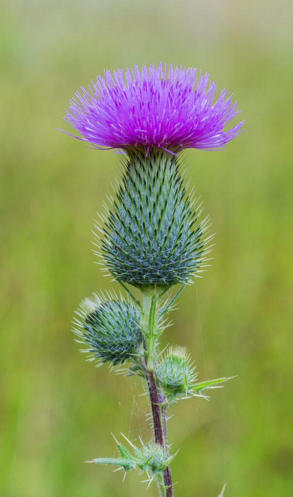 Cirsium vulgare: Flower 

by Famberhorst CC BY-SA 4.0 