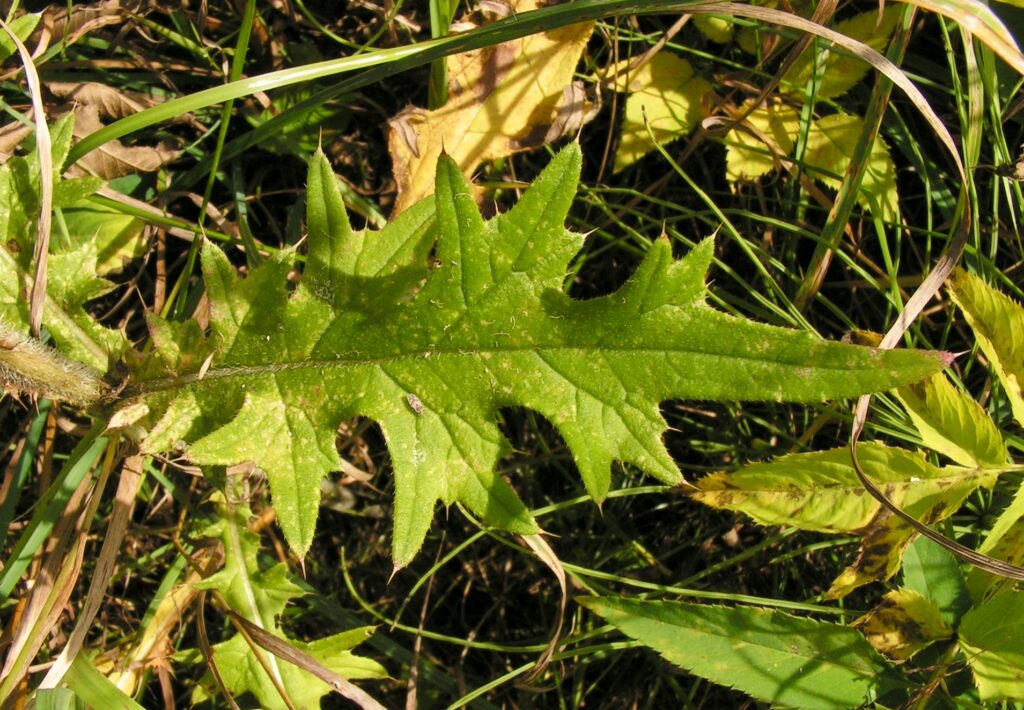 Cirsium vulgare: Leaf 

By Bff CC BY-SA 3.0 