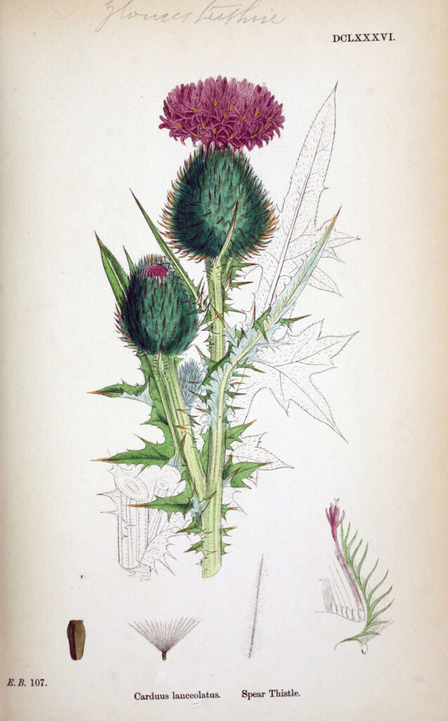 Cirsium vulgare illustration from English Botany, or, coloured figures of British plants (1878) Edited by JT Boswell 