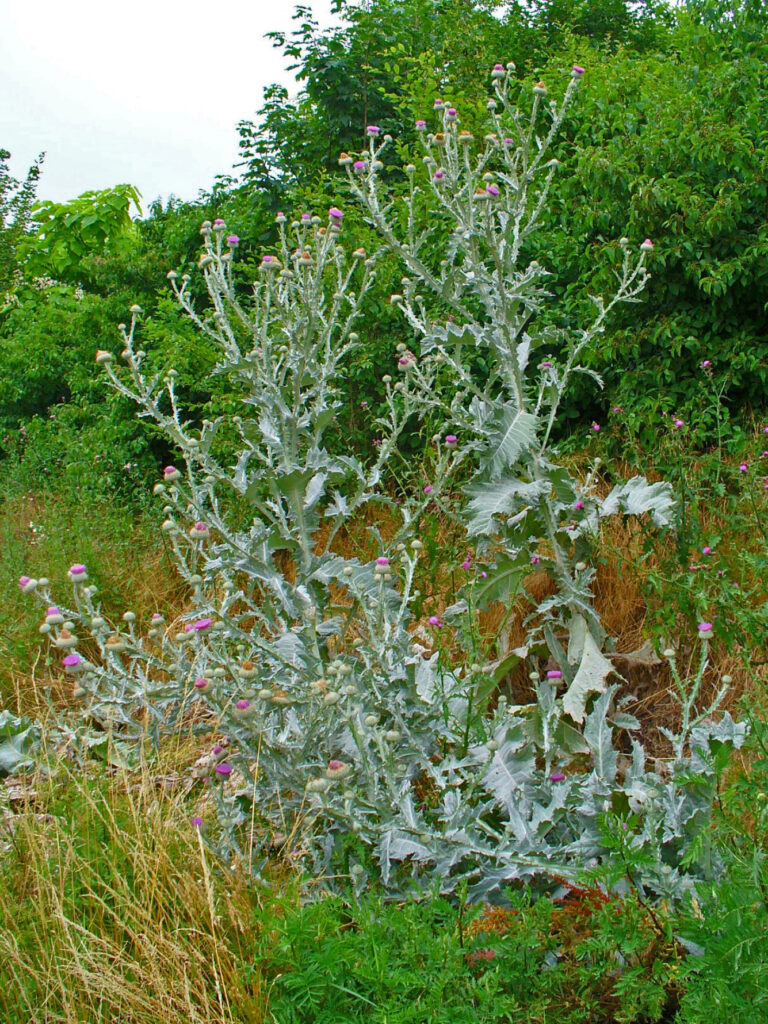 Onopordum acanthium L. 
By H. Zell, CC BY 3.0 