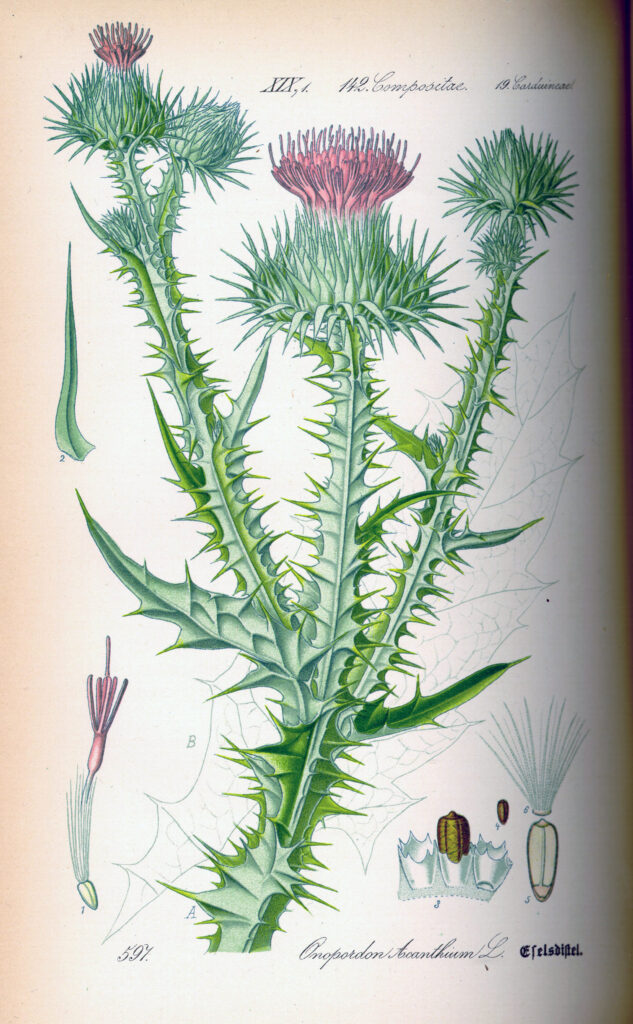 Onopordum acanthium illustration from Flora von Deutschland, Österreich und der Schweiz  by Prof. Dr. Otto Wilhelm Thomé  (1885) 