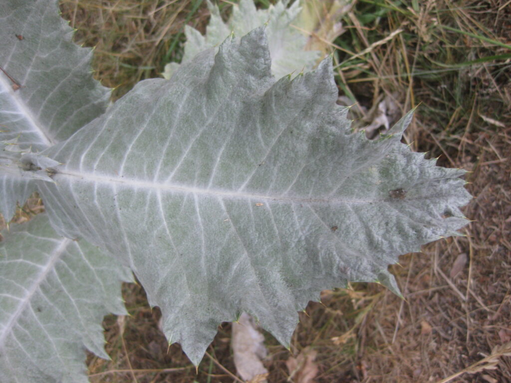 Onopordum acanthium: Leaf 

By Wilhelm Zimmerling PAR CC BY-SA 4.0 