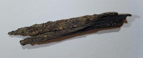Specimen of Rinodina oleae Bagl. growing on wood from an old boat