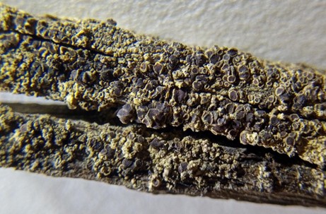 Close up of of Rinodina oleae Bagl.