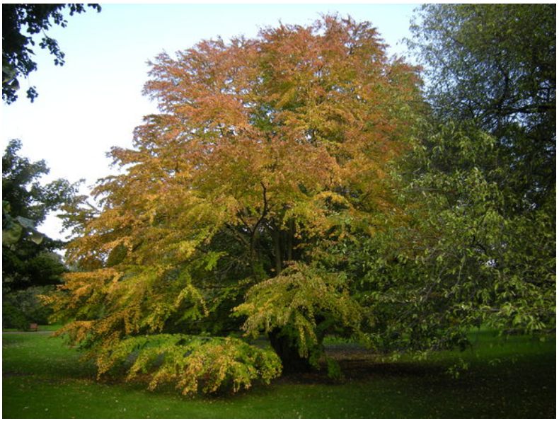 Cercidyphyllum japonicum in autumn colour