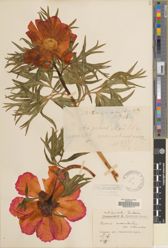 Paeonia anomala collected from Kazakhstan in 1906 (E00048177)