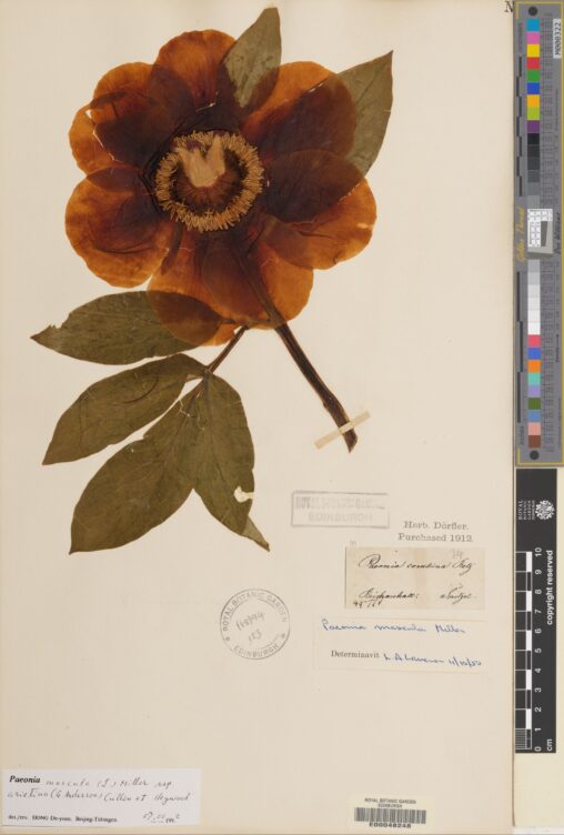 Paeonia mascula subsp. arietina (E00048248)