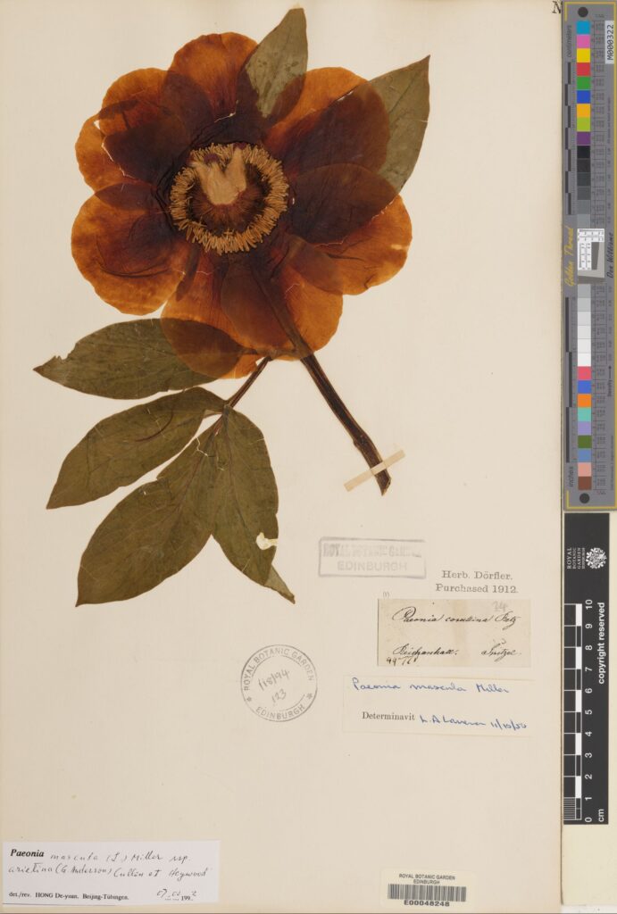 Paeonia mascula subsp. arietina (E00048248)