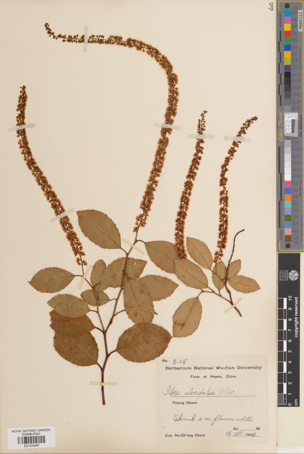 Herbarium specimen of Itea ilicifolia Oliv. Collected in China in 1934 (E01420087)