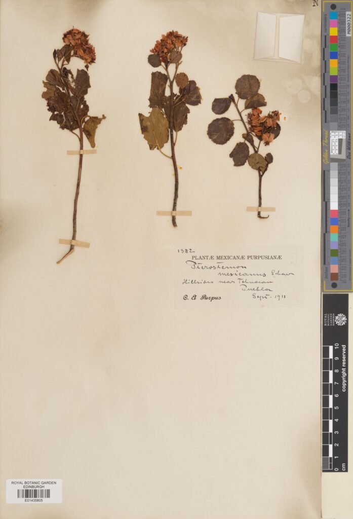 Specimen of Pterostemon mexicanus Schauer. Collected in Mexico in 1911. (E01435805)