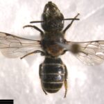 Heriades truncorum top
