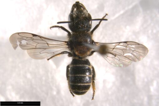 Heriades truncorum top