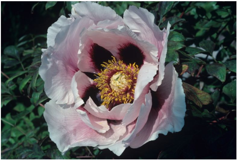 Paeonia × suffruticosa growing in the gardens at RBGE