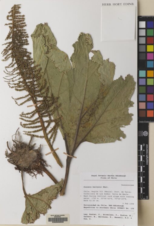 Specimen of Gunnera berteroi Phil. collected in Chile in 1998 (E00089898)