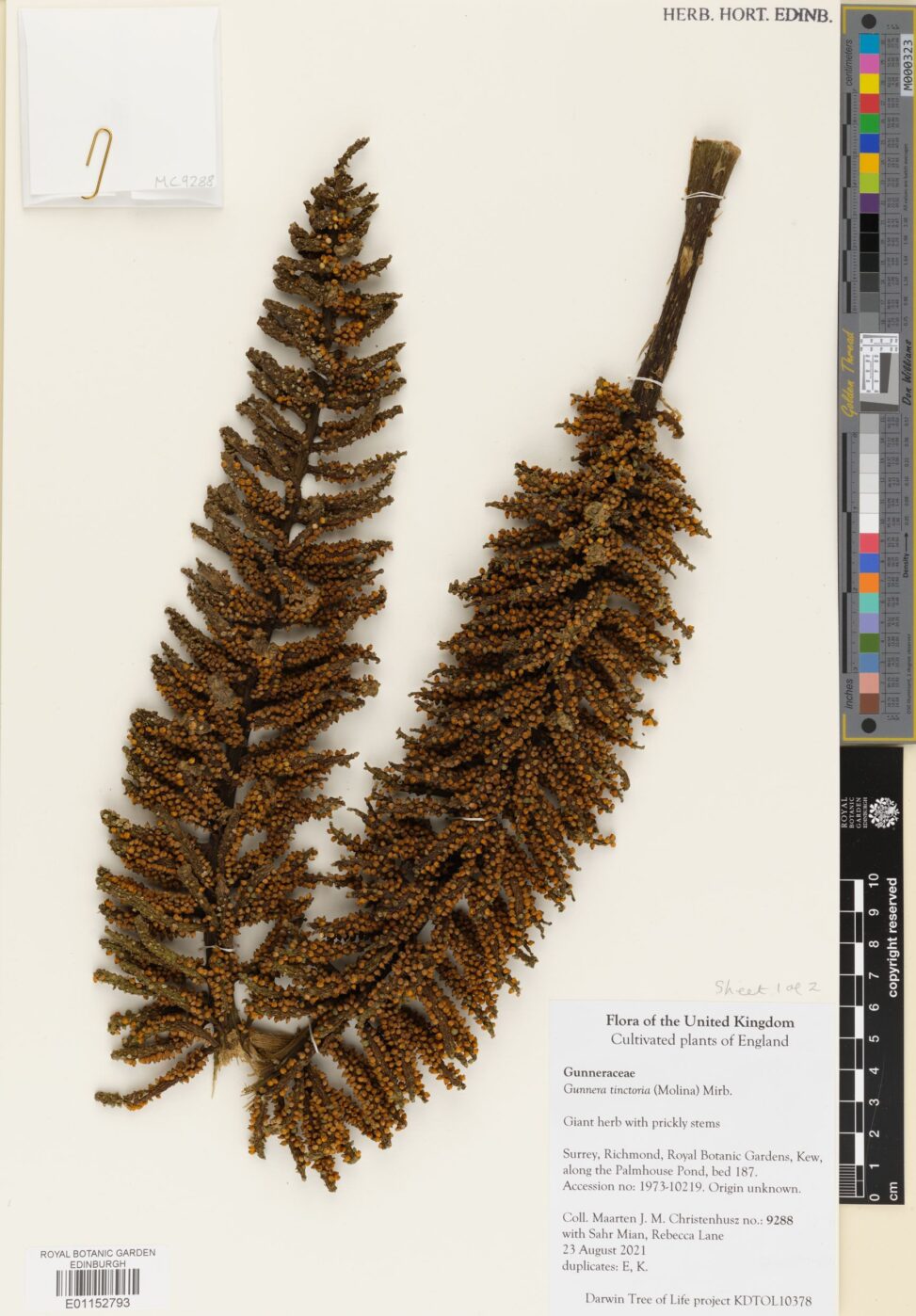 Infloresence of Gunnera tinctoria (Molina) Mirb. collected from a plant growing at the Royal Botanic Garden Kew (E00850523)