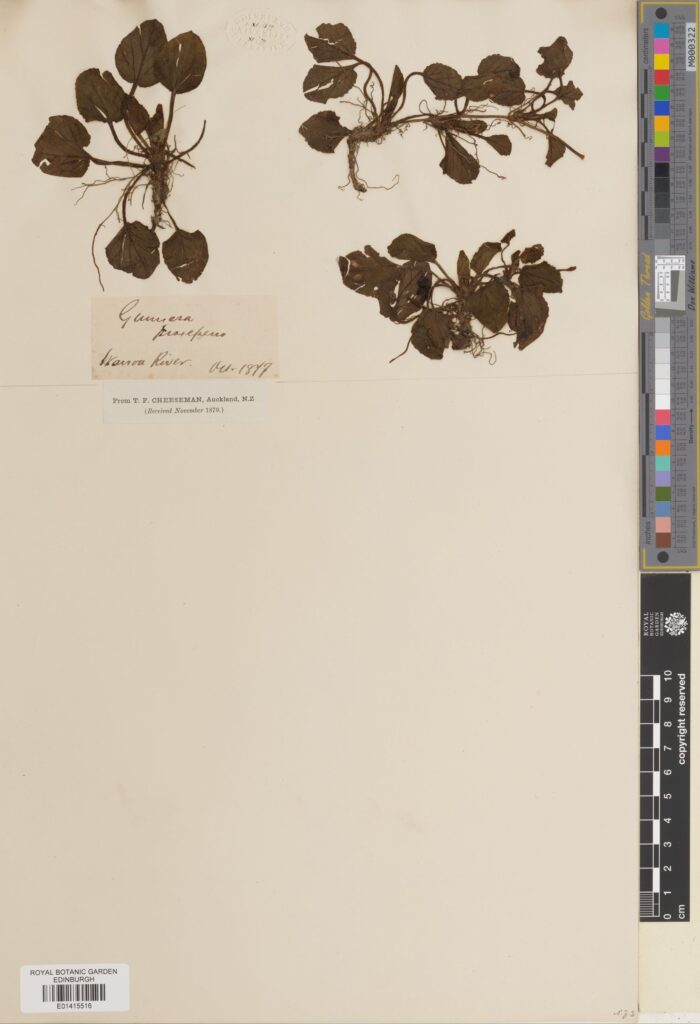 A specimen of Gunnera prorepens Hook.f.. One of the smaller sppecies of Gunnera. This specimen was collected in New Zealand in 1817.