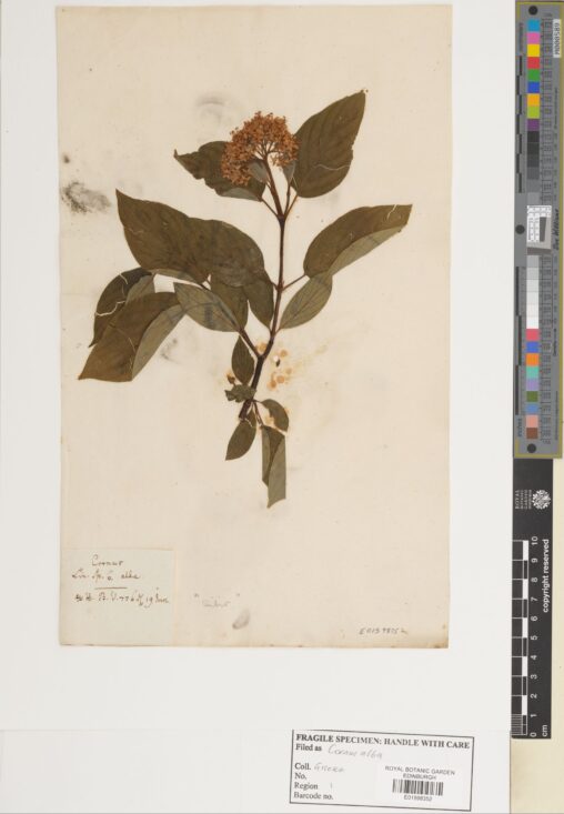 Specimen of Cornus alba collected in 1776 (E01598352)