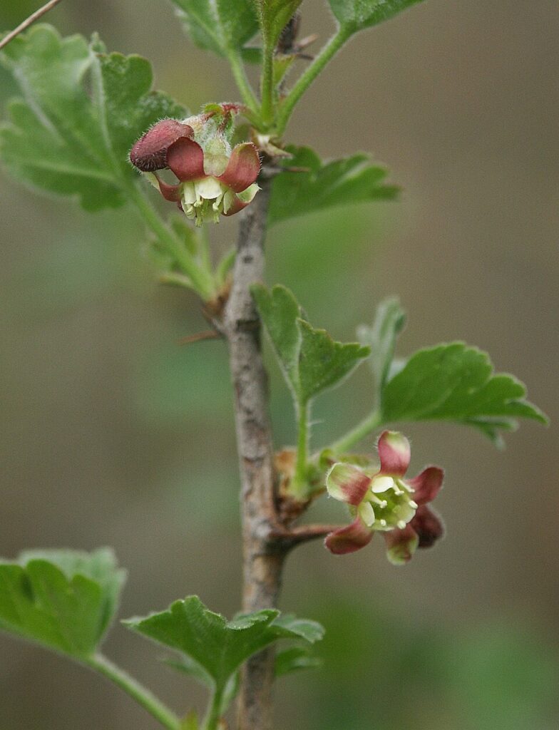 Ribes uva crispa 130405