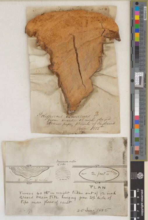 The cross-sectioned specimen and label details of a Giant Elm Bracket, (Rigidoporus ulmarius).