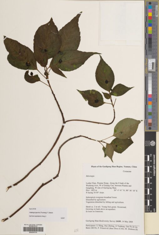Specimen of Helwingia japonica showing the curious disposition of the fruits. (E00293374)
