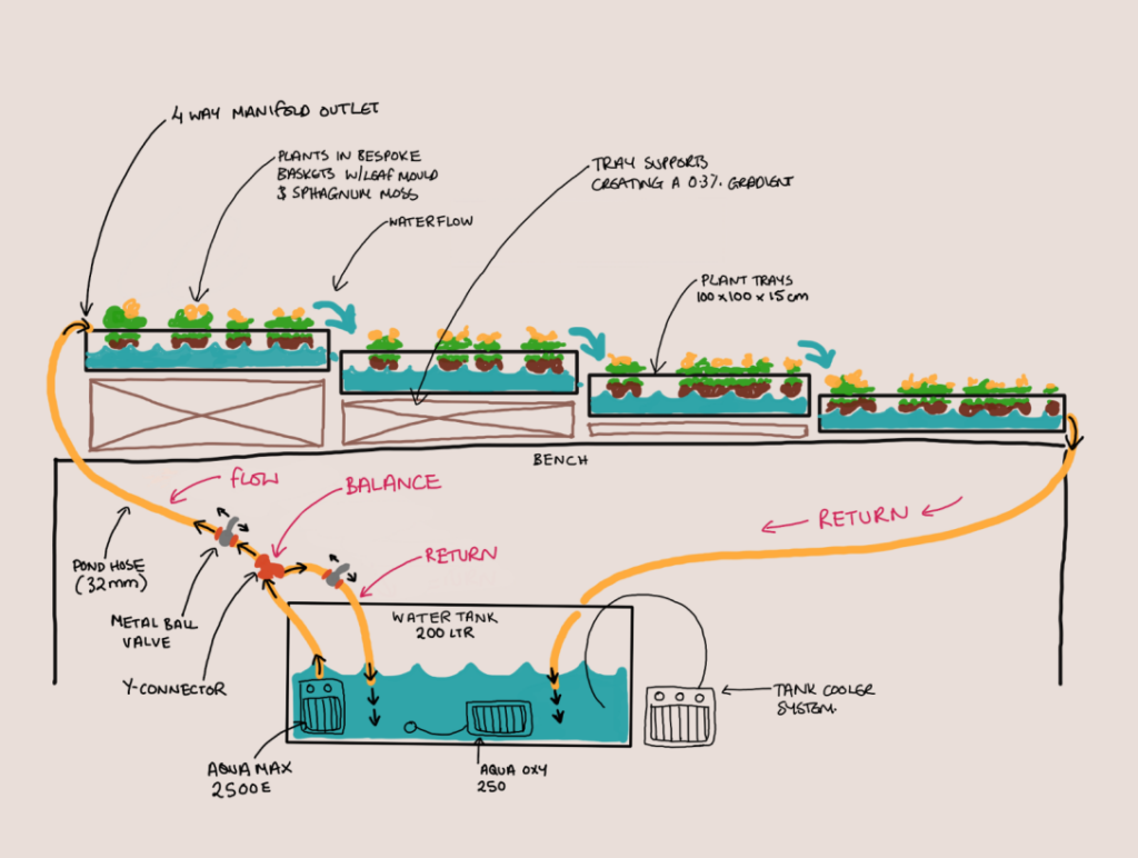 S. hirculus cascade design