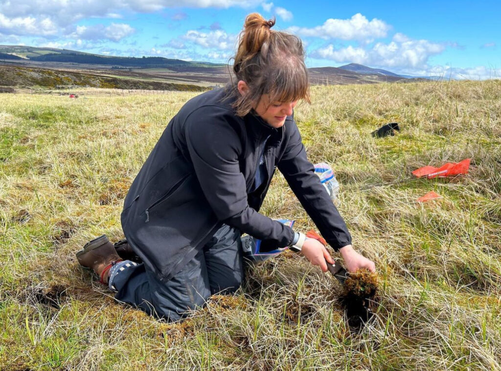 S. hirculus vegetative collection