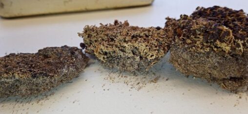 Specimen of Stereocaulon condensatum collected by B. J. Coppins in 1983, in the dunes ca. 6km WSW of Dornoch Cuthill Links in East Sutherland, Scotland (E01592174).