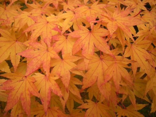 Acer Palmatum Thunb. Accession 19687065