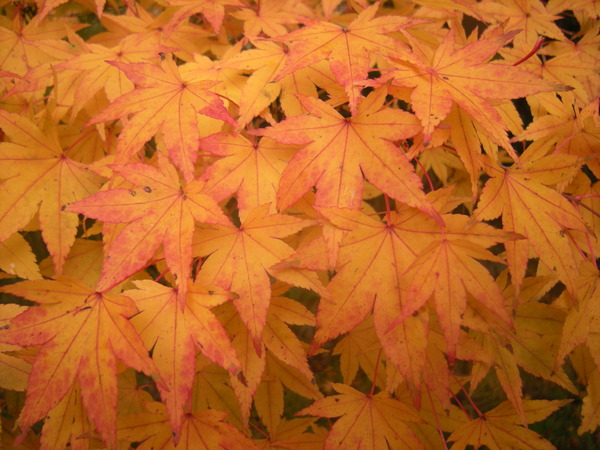 Acer Palmatum Thunb. Accession 19687065
