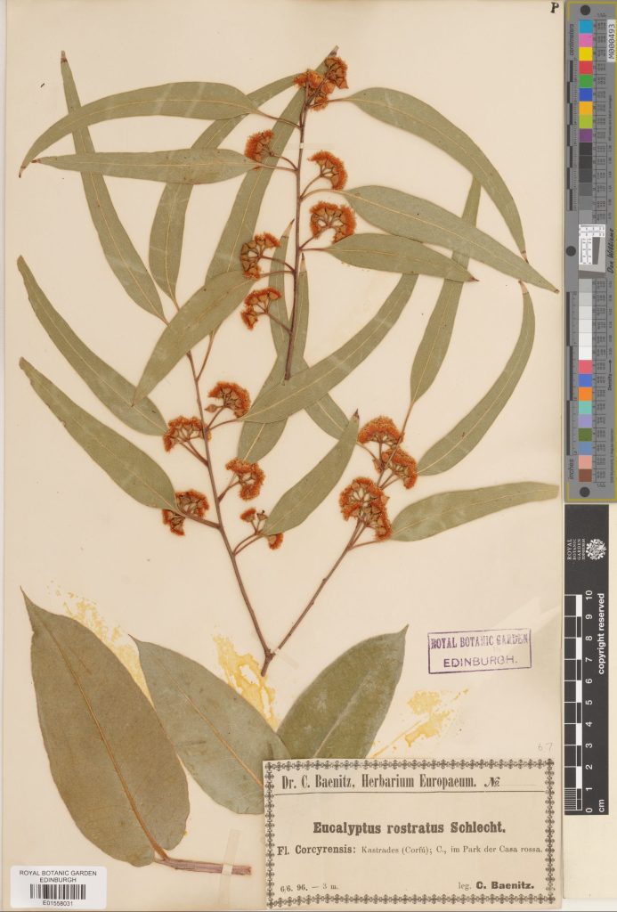 A well-preserved Eucalyptus specimen, collected on Corfu in 1896 (E01558031).