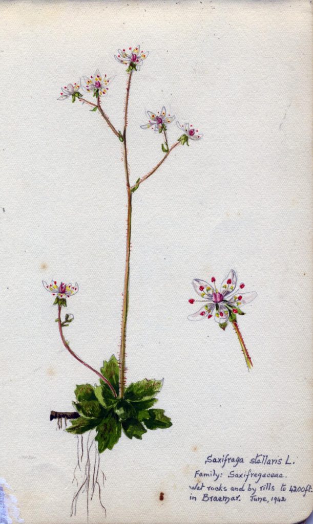 Figure Seven