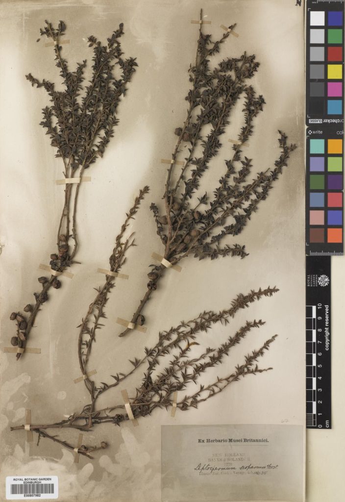 Leptospermum scoparium specimen collected by Banks and Solander in 1770 (E00807982).