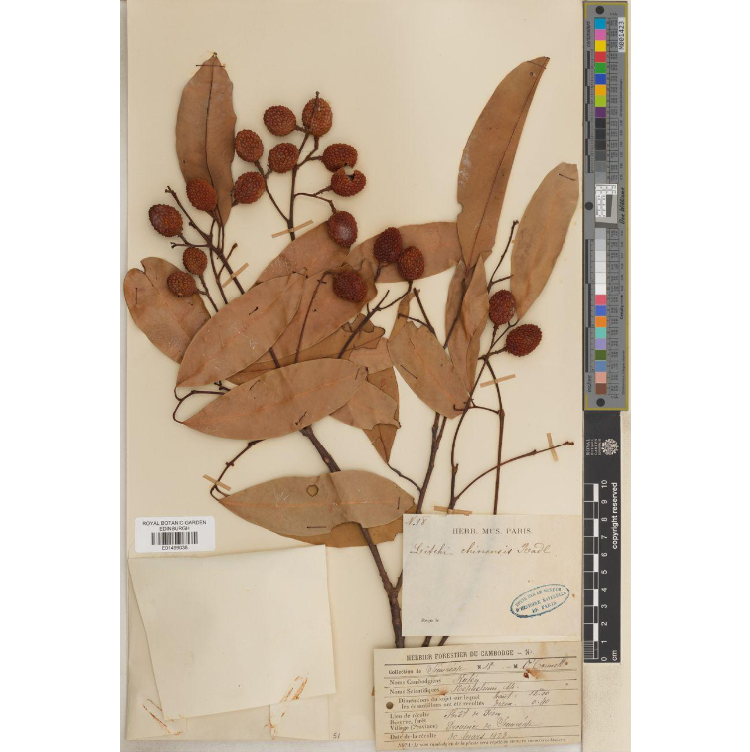 Specimen of Litchi chinensis Sonn. (E01499036)