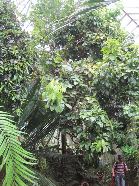 Litchi chinensis Sonn. growing in the glass houses in Edinburgh. Accession 19280329