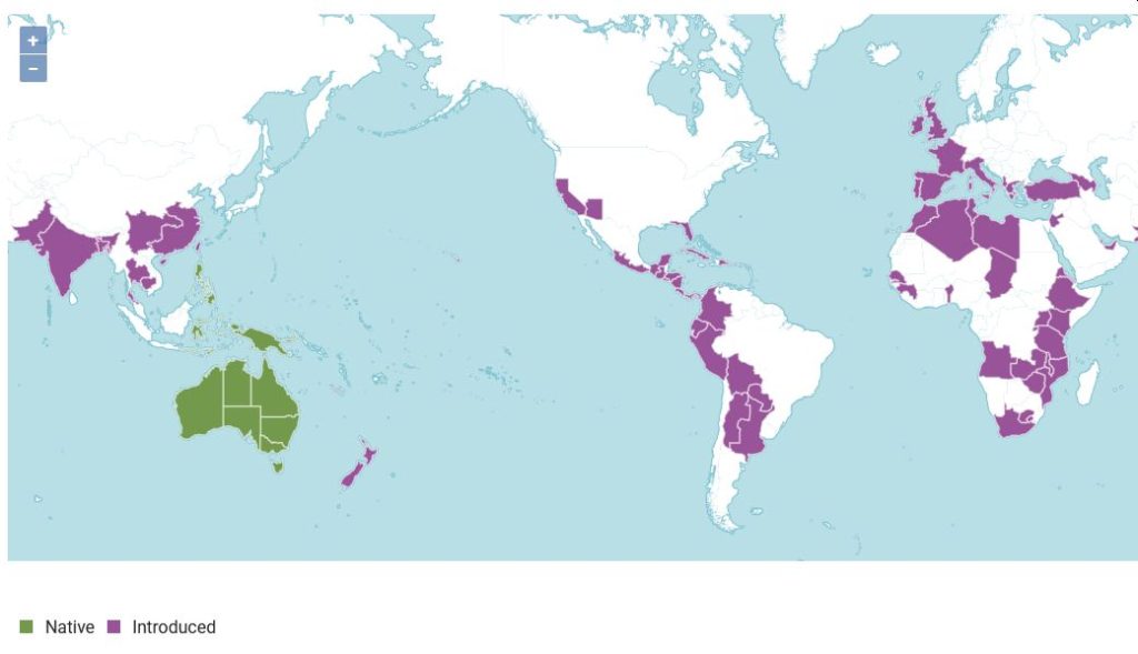 Distribution of Eucalyptus species (POWO).